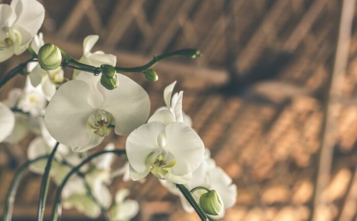 como cuidar de orquídea